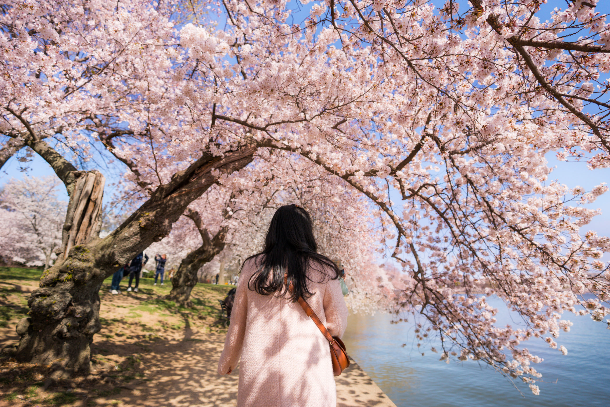 Festival das Cerejeiras em washington dc
